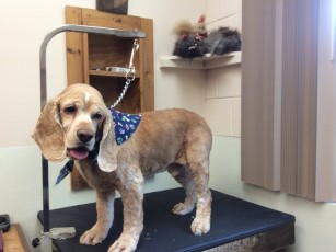 COCKER SPANIEL CLIPPER CUT 2