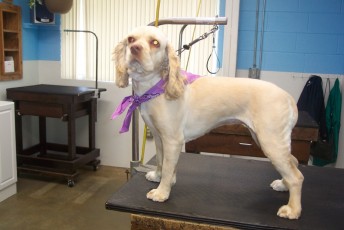 COCKER SPANIEL CLIPPER CUT 3