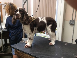 COCKER SPANIEL FEATHER TRIM 2