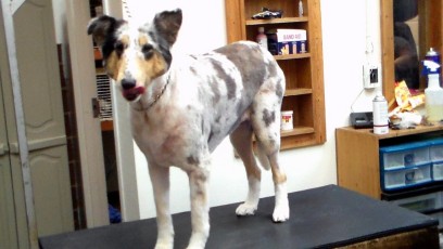 COLLIE CLIPPER CUT