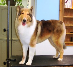 COLLIE FEATHER TRIM