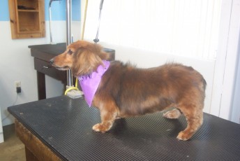 DACHSHUND FEATHER TRIM