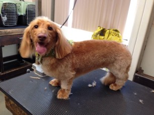 DACHSHUND PUPPY CUT
