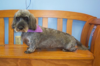 DACHSHUND (WIRE-HAIRED) CLIPPER CUT