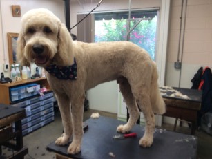 DOODLE CLIPPER CUT 1
