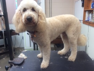 DOODLE PUPPY CUT 1