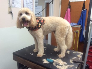 DOODLE PUPPY CUT 2