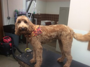 DOODLE PUPPY CUT (SHORT) 1