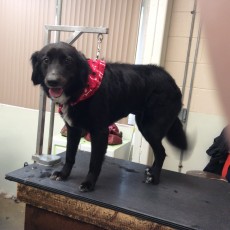 FEATHER TRIM ON A BORDER COLLIE MIX 1