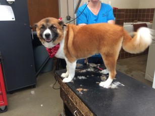 FEATHER TRIM ON A BORDER COLLIE MIX (2) AFTER
