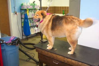 FEATHER TRIM ON A COLLIE MIX 1
