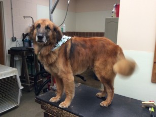 FEATHER TRIM ON A GOLDEN MIX 1