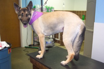 GERMAN SHEPHERD CLIPPER CUT 1