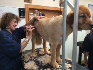 GOLDEN RETRIEVER CLIPPER CUT 1