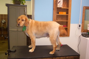 GOLDEN RETRIEVER CLIPPER CUT 2