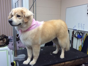 GOLDEN RETRIEVER FEATHER TRIM 1