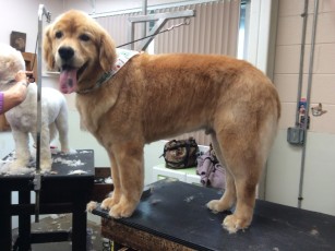 GOLDEN RETRIEVER FEATHER TRIM 2