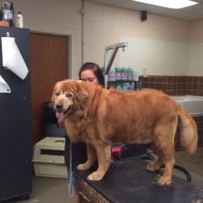 GOLDEN RETRIEVER FEATHER TRIM 3