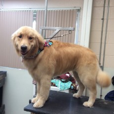GOLDEN RETRIEVER FEATHER TRIM 4