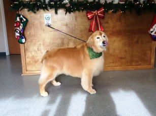 GOLDEN RETRIEVER FEATHER TRIM 5