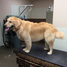 GOLDEN RETRIEVER FEATHER TRIM 6
