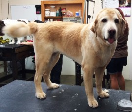 GOLDEN RETRIEVER PUPPY CUT