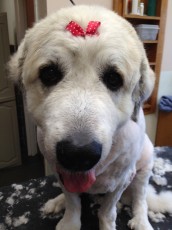 GREAT PYRENEES CLIPPER CUT 1