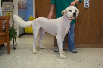GREAT PYRENEES CLIPPER CUT 2