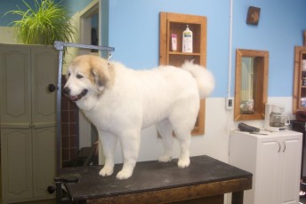 GREAT PYRENEES FEATHER TRIM 1