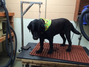 LAB CLIPPER CUT 1