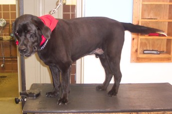 LAB CLIPPER CUT 2