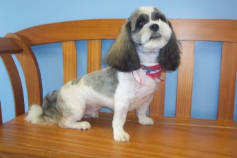 LHASA APSO CLIPPER CUT 1