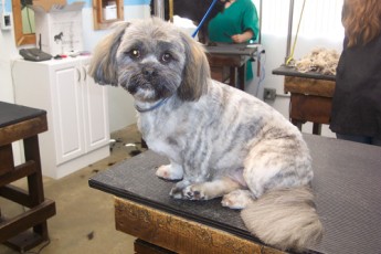 LHASA APSO CLIPPER CUT 2