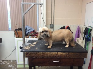 LHASA APSO CLIPPER CUT 3