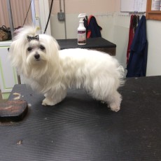 MALTESE BREED GROOM 1