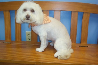 MALTESE CLIPPER CUT 1
