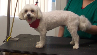 MALTESE CLIPPER CUT 2