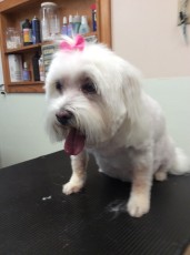 MALTESE CLIPPER CUT 3