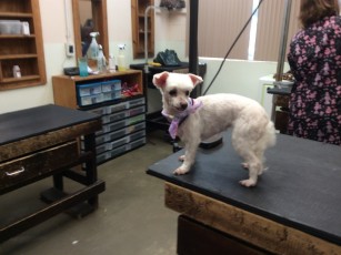 MALTESE CLIPPER CUT WITH CLEAN FACE AND POODLE FEET (1)