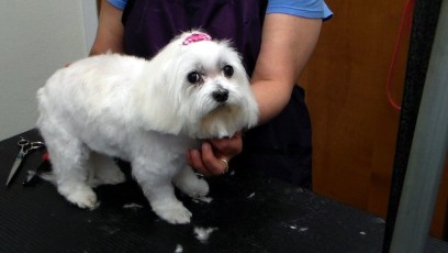 MALTESE PUPPY CUT 1