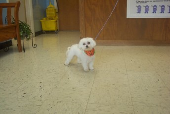MALTESE PUPPY CUT 2