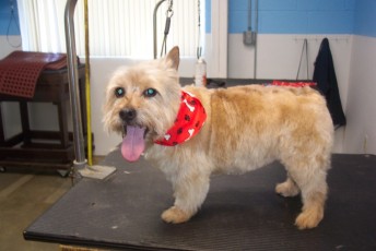 NORWICH TERRIER BREED GROOM 1