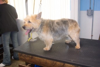 NORWICH TERRIER BREED GROOM 2