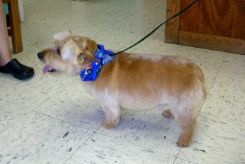 NORWICH TERRIER BREED GROOM 3