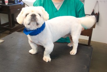 PEKINGESE CLIPPER CUT 1