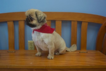 PEKINGESE CLIPPER CUT 2