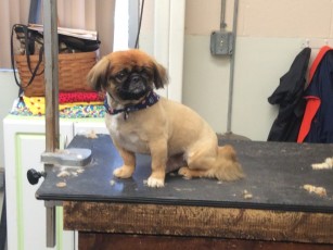 PEKINGESE CLIPPER CUT 3