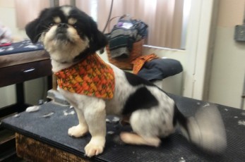 PEKINGESE CLIPPER CUT 4