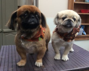 PEKINGESE CLIPPER CUTS