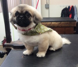 PEKINGESE PUPPY CUT 1